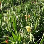 Gladiolus dalenii आदत