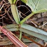 Cissus quadrangularis Bark