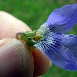 Viola × bavarica Blomst