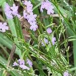 Verbena halei फूल