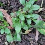 Myosotis ramosissimaBlad