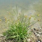 Carex flava Habit