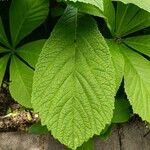 Rodgersia aesculifolia Hoja