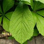 Rodgersia aesculifolia Foglia