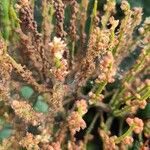 Entada polystachya Flor