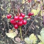 Viburnum opulusФрукт