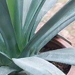 Agave sisalana Foglia