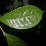 Daphnopsis hammelii List