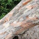 Crataegus viridis Azala