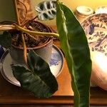 Philodendron billietiae Hoja