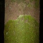 Protium demerarense 樹皮