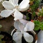 Kalanchoe pumila 葉