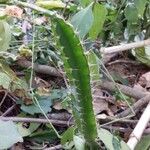 Hylocereus trigonus Blad