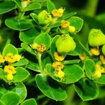 Euphorbia illirica Плод