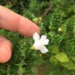 Prostanthera cuneata Yaprak