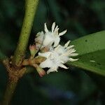 Empogona gossweileri Blüte