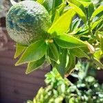 Citrus × aurantiifolia Frugt