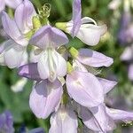 Galega officinalis Flower