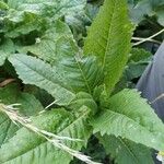 Lactuca virosa Blad