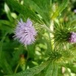 Cirsium altissimum Flower