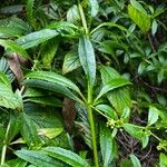 Rubia fruticosa Hoja