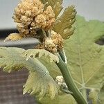 Macleaya cordata Flors