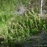 Epipactis gigantea Habitatea