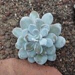 Echeveria laui Hoja