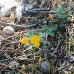 Lotus parviflorus 花