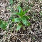 Epilobium roseum Lehti