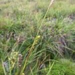 Carex vaginata Habit