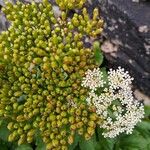 Ligusticum scothicum Flower