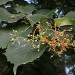 Tilia mongolica Fruit