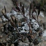 Draba dubia Hábito