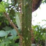 Rubus ellipticus Bark