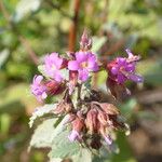 Melochia tomentosa Flower