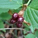 Rhodotypos scandens Frukto