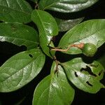 Nectandra umbrosa Fruit