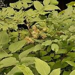 Aralia californica Pokrój