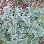 Verbascum sinuatum Blatt