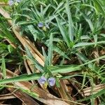 Commelina albescens Deilen