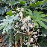 Fatsia japonicaFeuille