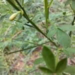 Calicotome spinosa Leaf