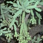 Cylindropuntia fulgida Fruto