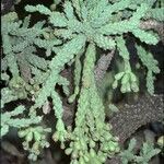 Cylindropuntia fulgida Fruit