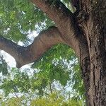Anadenanthera colubrina മറ്റ്