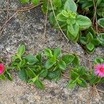 Mesembryanthemum cordifolium Habit