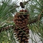 Pinus nigra Frucht