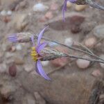 Galatella sedifolia Flower