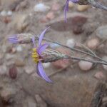 Galatella sedifolia Blüte